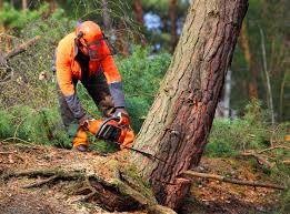Best Emergency Tree Removal  in Poquoson, VA