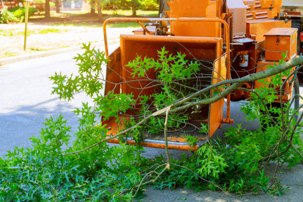 Best Commercial Tree Services  in Poquoson, VA