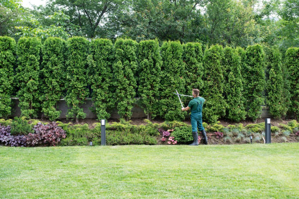 Best Tree Planting  in Poquoson, VA